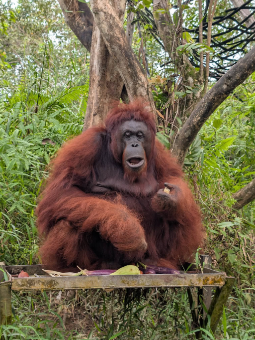 Talks that bring the orangutans of Borneo and Sumatra to life