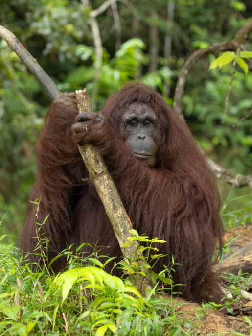 Raising money for the orangutans that need it most